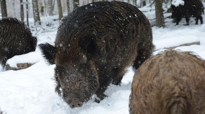 So viele Schäden wie noch nie hat das Schwarzwild in diesem Winter in der Region verursacht. Die Kreisjägervereinigung kritisier