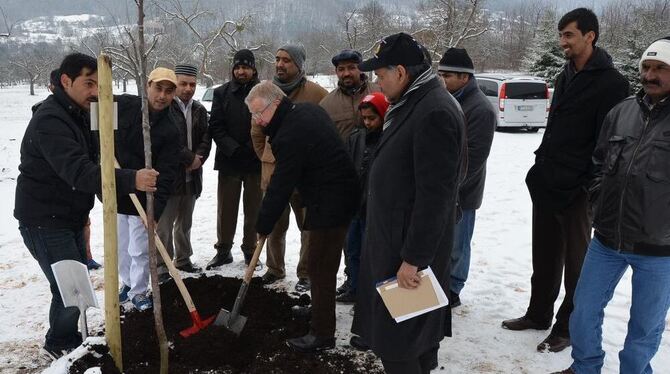 Der Apfelbaum soll Früchte tragen – auch symbolischer Art: Mitglieder der »Ahmadiyya Muslim Jamaat« aus Reutlingen, Pfullingen u