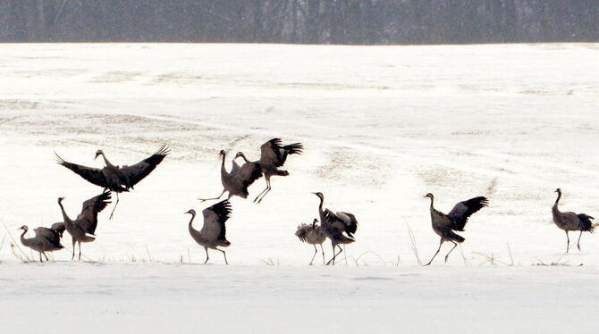 Kraniche auf einem verschneiten Feld.