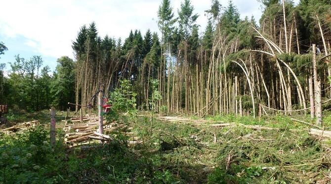 Umwerfend: Vor allem der Nadelwald wurde Opfer des Sturms, der besonders Dußlingen im vergangenen Jahr beutelte. GEA-ARCHIVFOTO: