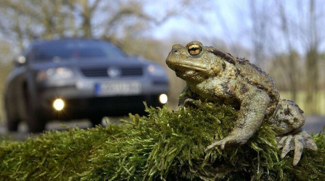 Krötenwanderung. Foto: dpa