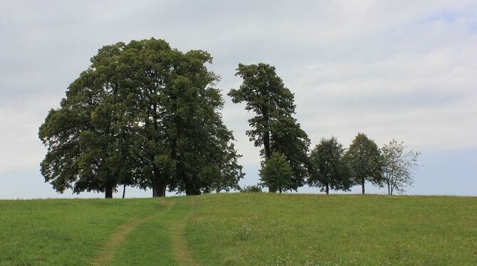 Auf solchen Wegen gehen Wanderer gerne, und Sonnenbühl hat viele davon zu bieten. Dieser schöne Grasweg an den elf Linden bei Un