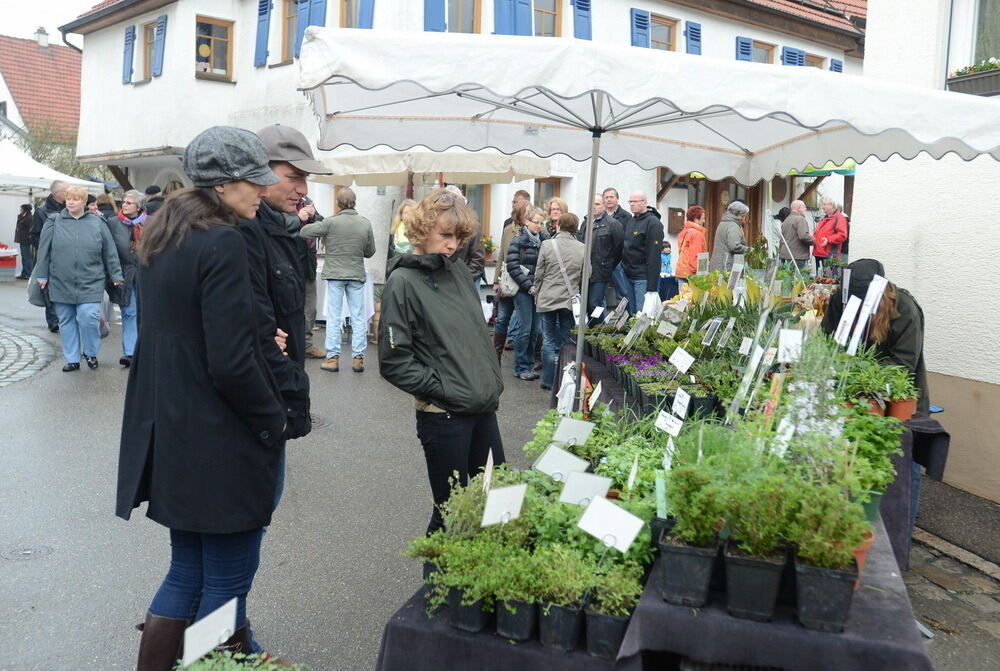 Tulpenblüte Gönningen 2013