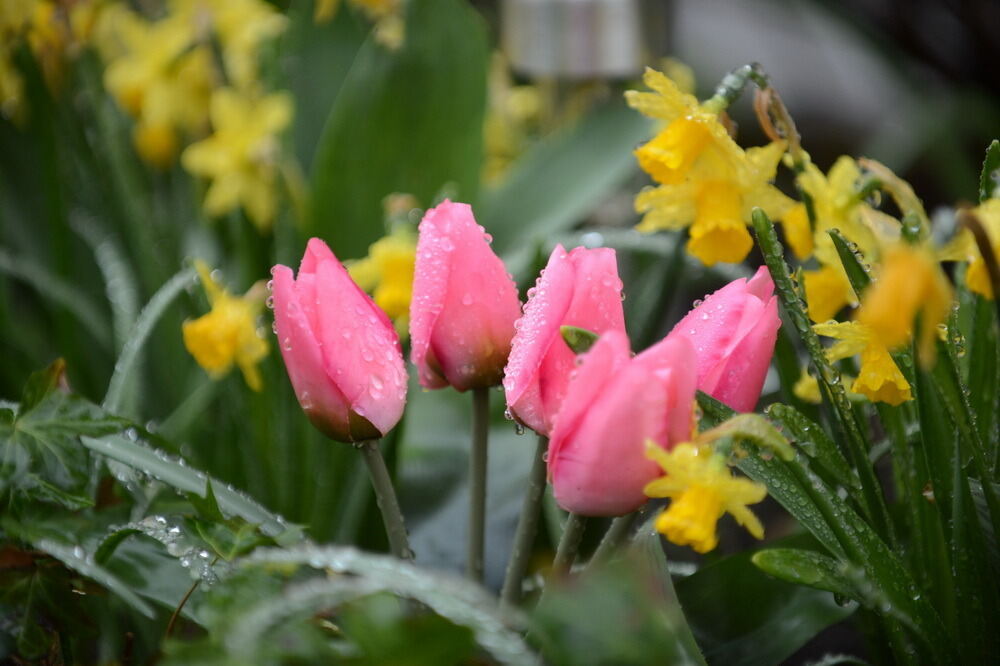 Tulpenblüte Gönningen 2013