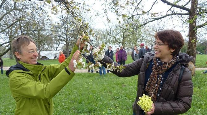 Irene Schellhammer (links) und Gerlinde Baur haben einen blühenden Zwetschgenbaum im Mähringer Mustergarten entdeckt. FOTO: WEBE