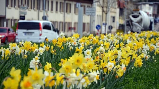 Ein Blickfang für Pendler und Einheimische: Der Obst- und Gartenbauverein hat in ganz Lichtenstein für eine gelb-weiße Blütenpra