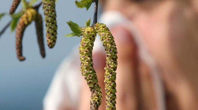 Allergiker können aufatmen: Die Zeit der Birkenpollen ist bald vorbei. FOTO: DPA