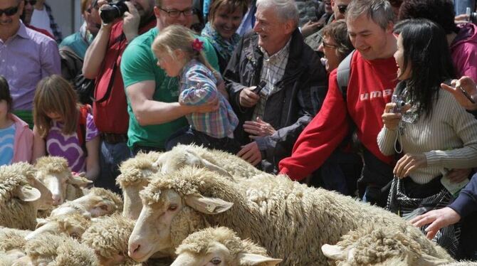 Die Schafe haben Angst. Manche Leute auch, andere finden’s lustig. GEA-FOTO: SCHRADE