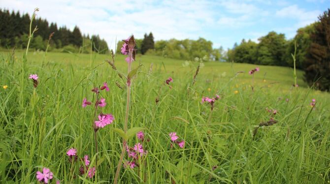 Der Schnittzeitpunkt wäre jetzt ideal. Doch der aufgeweichte Boden und weiterer Regen verhindern das Mähen. Das Gras altert und