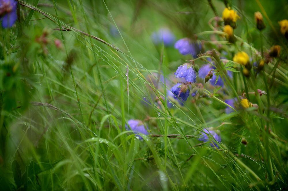 Nasskalter Sommeranfang in der Region