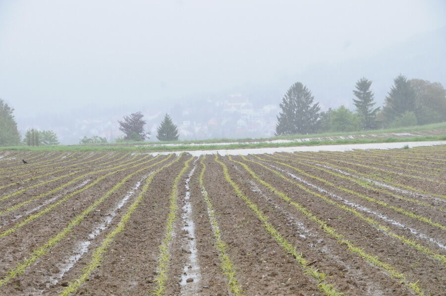 Nasskalter Sommeranfang in der Region