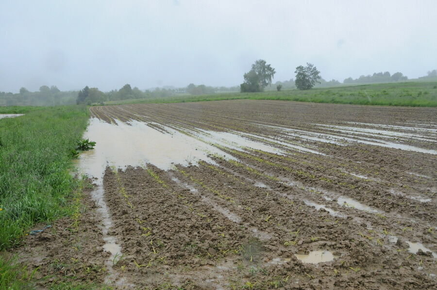 Nasskalter Sommeranfang in der Region