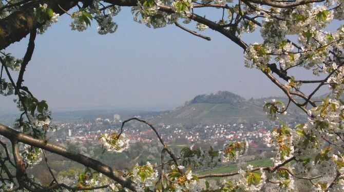 Streuobstwiese Metzingen