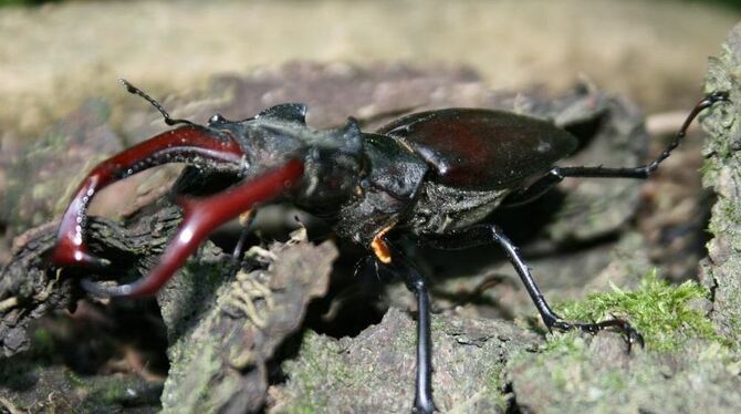 Diesen Hirschkäfer hat GEA-Leser Kurt Walz aus Eningen beobachtet. FOTO: PR