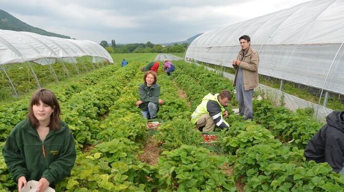 Außer Arbeit im Erdbeerfeld der »Bleiche« war Grünschnitt zu erledigen, zudem gab es »Mensch ärgere dich nicht« mit Älteren. FOT