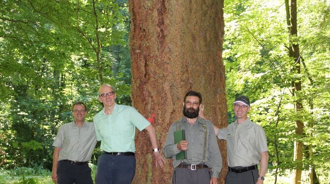 110 Jahre alt ist die dicke Douglasie, eine der stattlichsten im Landkreis, die bereits als Habitatbaum markiert ist und damit f