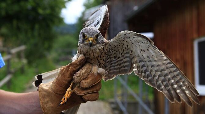 Der junge Turmfalke ist schon wieder ganz gut bei Kräften. Nun soll er Pflegeeltern bekommen, ein Falken-Altpaar, das nicht selbst gebrütet hatte, und ihn vollends zur Selbstständigkeit erziehen kann. FOTO: ANGELA HAMMER