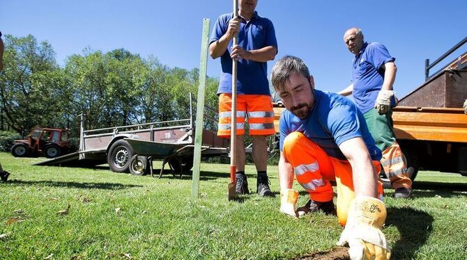 Echte Handarbeit: Auf den abgespielten Stellen der Rennwiese wird Rollrasen verlegt. FOTO: ZAWADIL