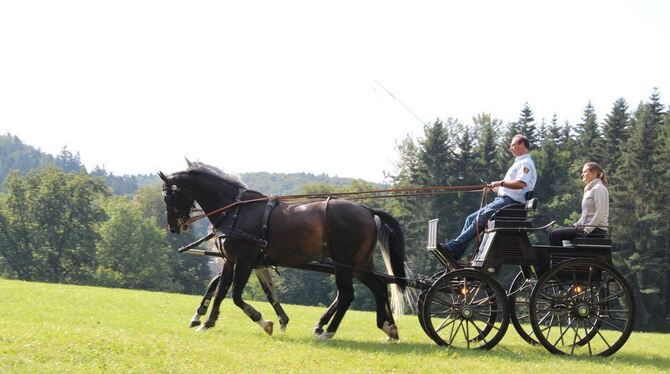 Morgentraining im Marbacher Eichelesgarten. Fred Probst hat Barde und Diseur vor die Dressurkutsche gespannt. 	GEA-FOTO: GEIGER