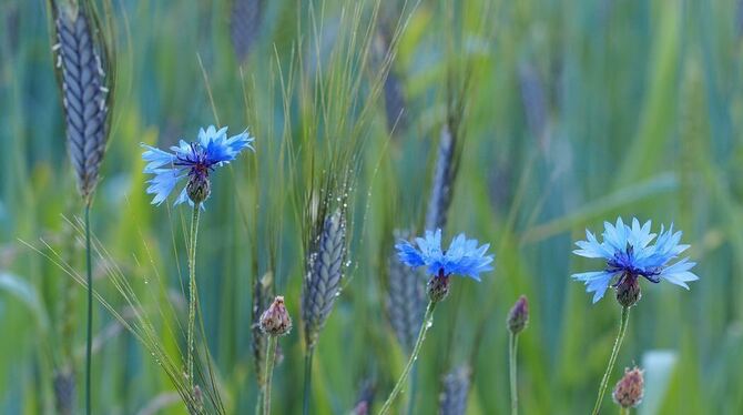 Die genetische Vielfalt im Feld. Der seltene Weizen-Ahn Emmer mit ebenso seltenen Kornblumen.  FOTO: HEIKE SCHMIDT-SCHEUB