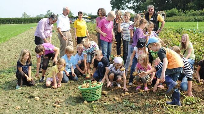 Rein in die Kartoffeln. Kinder dürfen auch in diesem Jahr wieder raus auf den Acker zum Kartoffellesen.	GEA-ARCHIVFOTO: PACHER