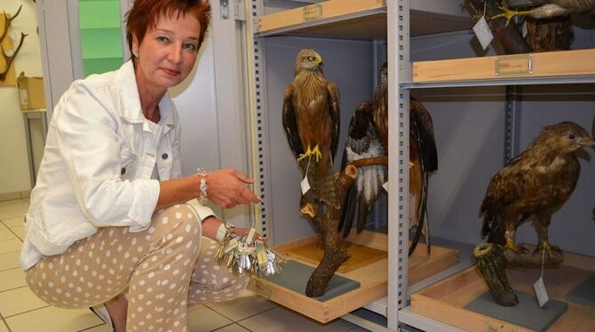 Dr. Barbaraa Karwatzki im Archiv des Reutlinger Naturkundemuseums, in dem 66 000 Objekte lagern. FOTO: CHATZINIKOLAOU