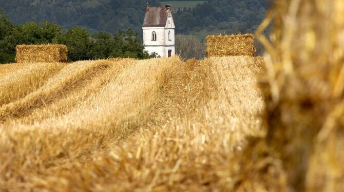 Das meiste Getreide ist gedroschen, das Stroh geborgen.  FOTO: THOMAS WARNACK