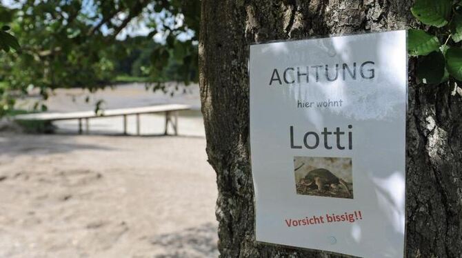 Macht wirklich eine Alligator-Schildkröte den Badesee im Allgäu unsicher oder nicht? Bisher fehlt von Lotti jede Spur. Foto: