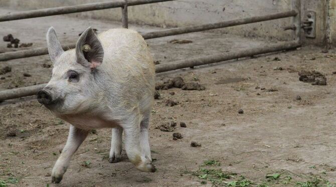 Quietschfidel: ein Mangalitza-Ferkel auf dem Bio-Hof des Samariterstifts Grafeneck. FOTO:SCHRADE