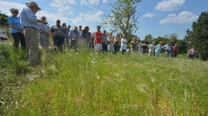 Jede Menge Begleitflora im Linsenfeld, in dem versuchsweise eine äthiopische Schwarzgerste angebaut wurde. Woldemar Mammel, link