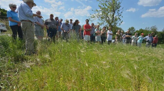 Jede Menge Begleitflora im Linsenfeld, in dem versuchsweise eine äthiopische Schwarzgerste angebaut wurde. Woldemar Mammel, link