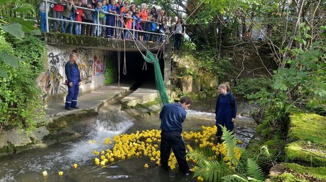 420 Enten gingen baden beim Entenrennen für den guten Zweck.