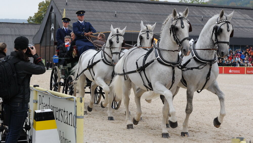 Hengstparade Marbach September 2013