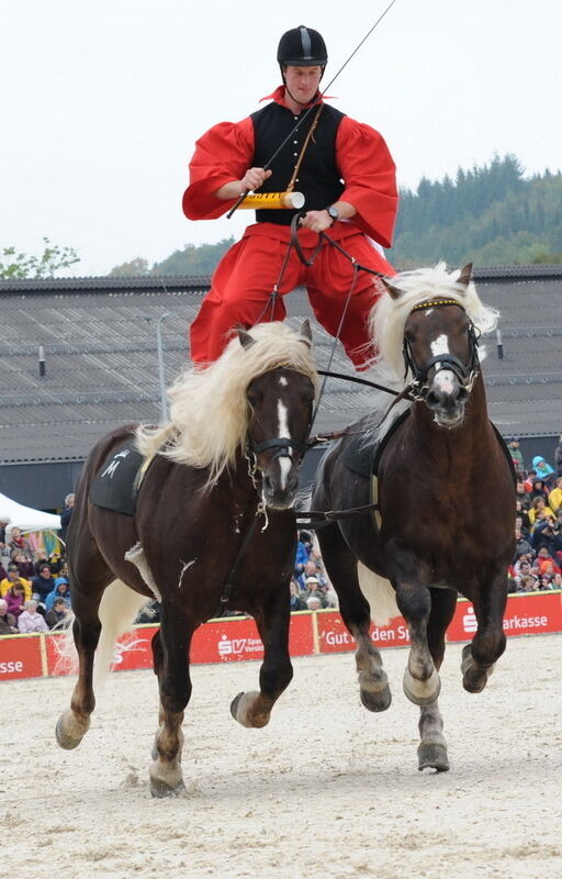 Hengstparade Marbach September 2013