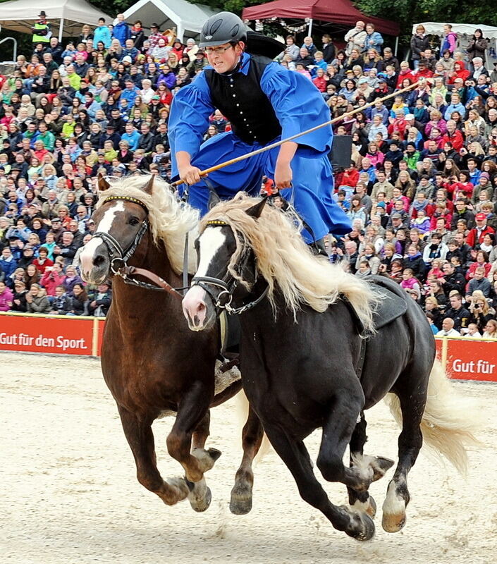 Hengstparade Marbach September 2013