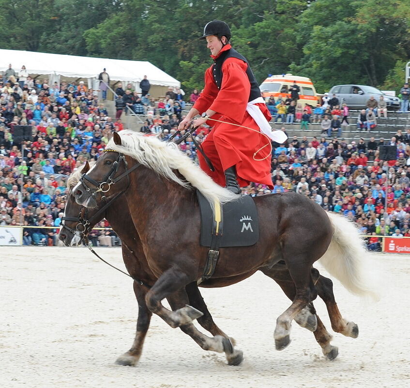 Hengstparade Marbach September 2013