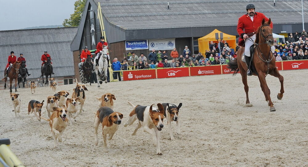 Hengstparade Marbach September 2013