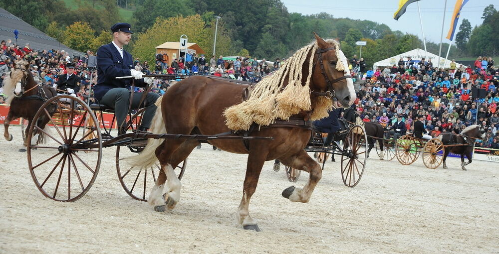 Hengstparade Marbach September 2013