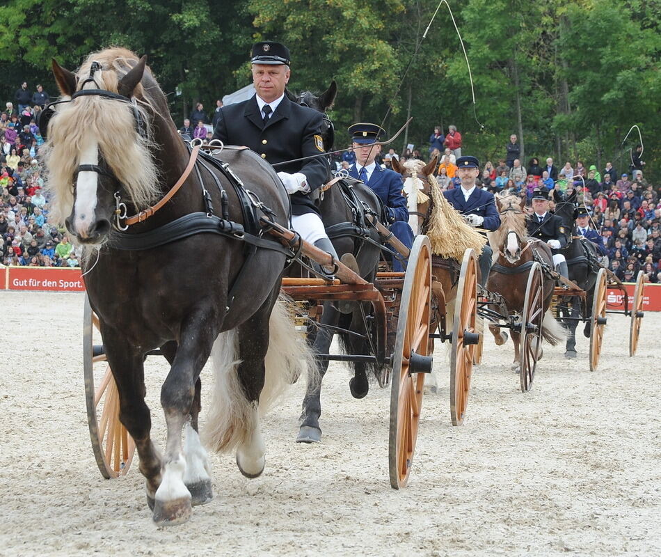 Hengstparade Marbach September 2013