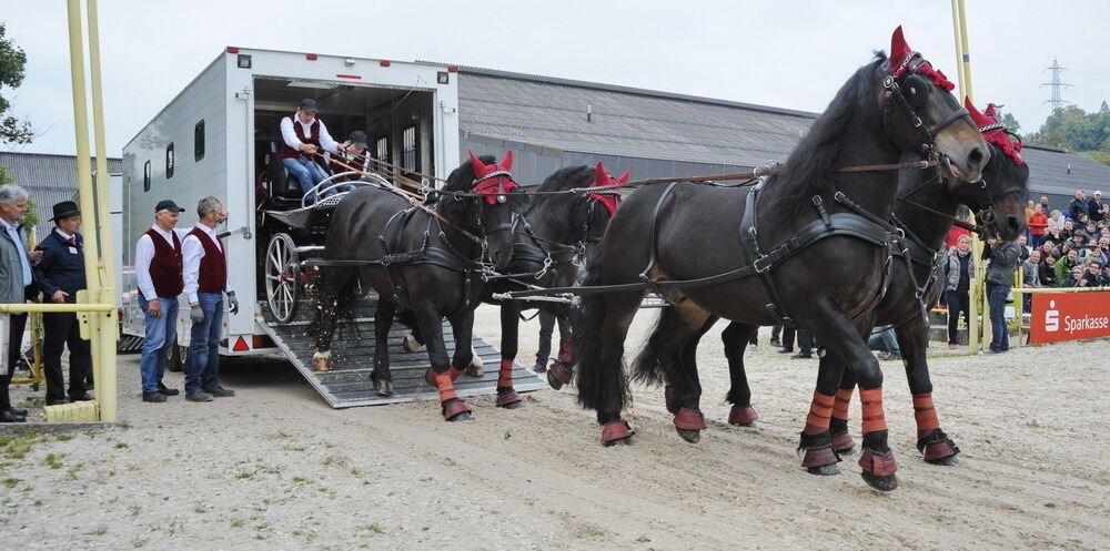 Hengstparade Marbach September 2013