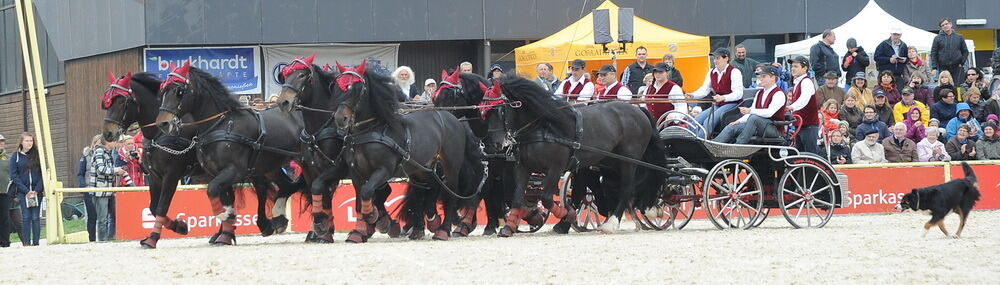 Hengstparade Marbach September 2013