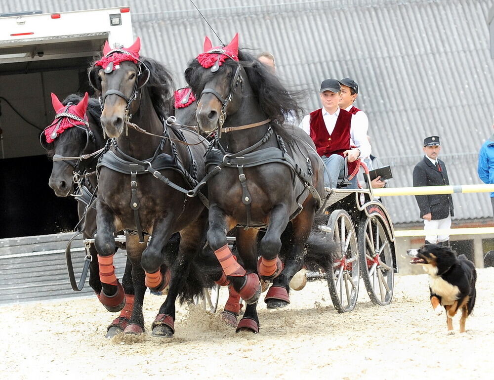 Hengstparade Marbach September 2013