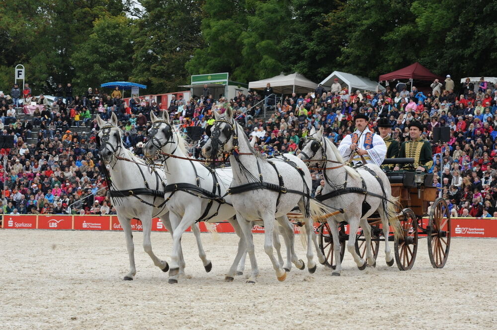 Hengstparade Marbach September 2013