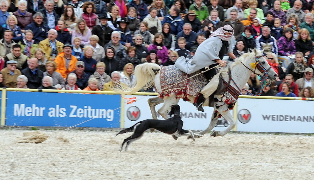 Hengstparade Marbach September 2013