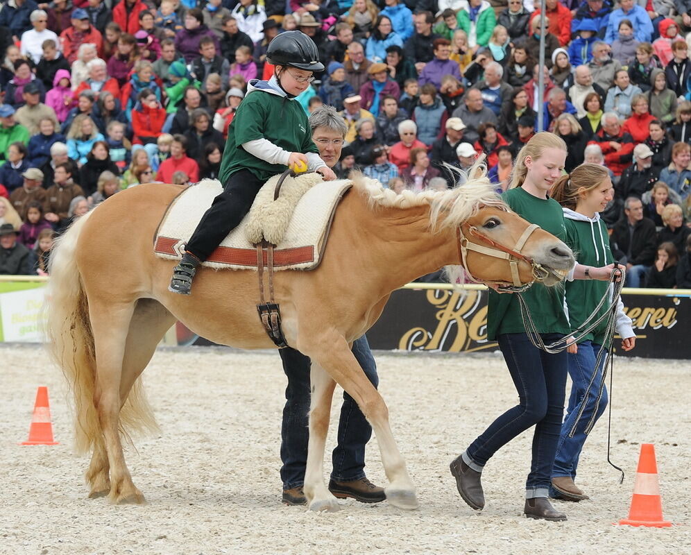 Hengstparade Marbach September 2013