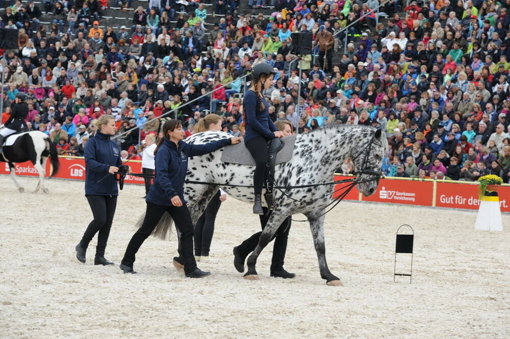 Hengstparade Marbach September 2013