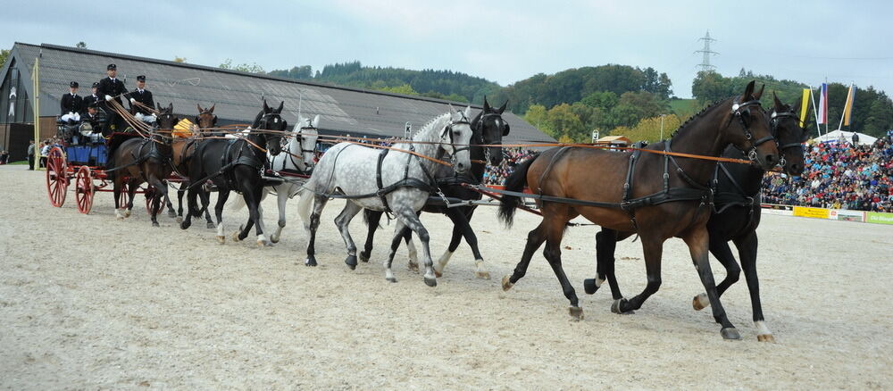 Hengstparade Marbach September 2013