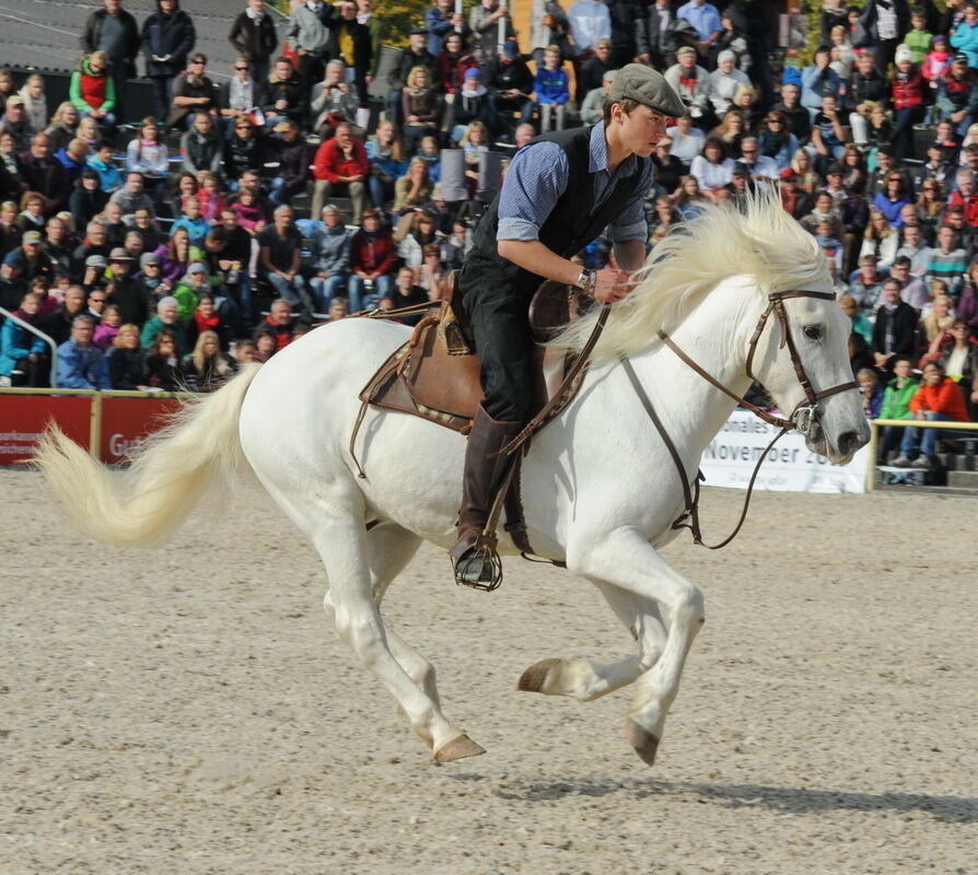 Hengstparade Marbach September 2013