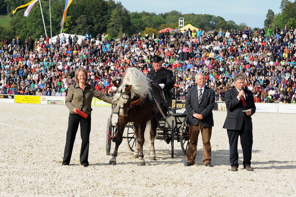 Hengstparade Marbach September 2013