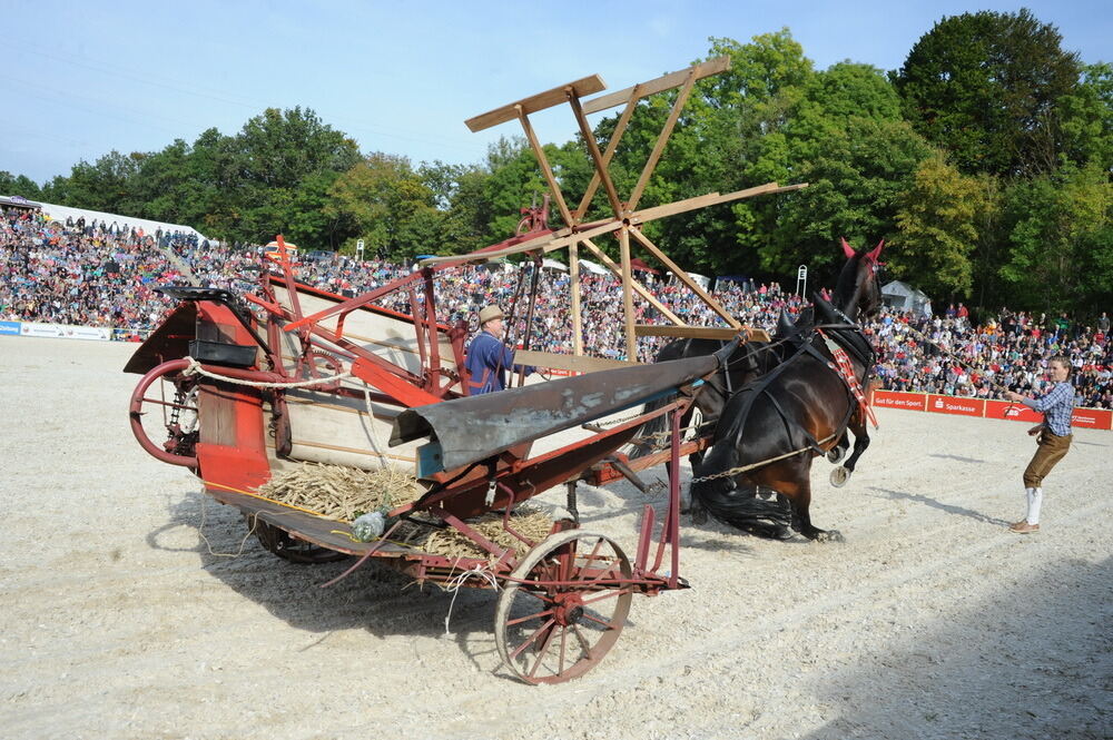 Hengstparade Marbach September 2013